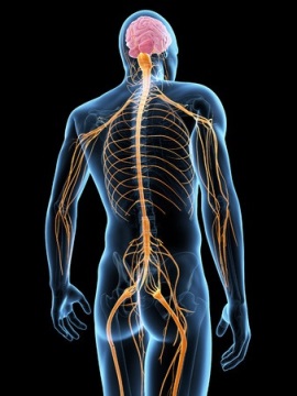 筋肉や内臓を支配する脳と神経